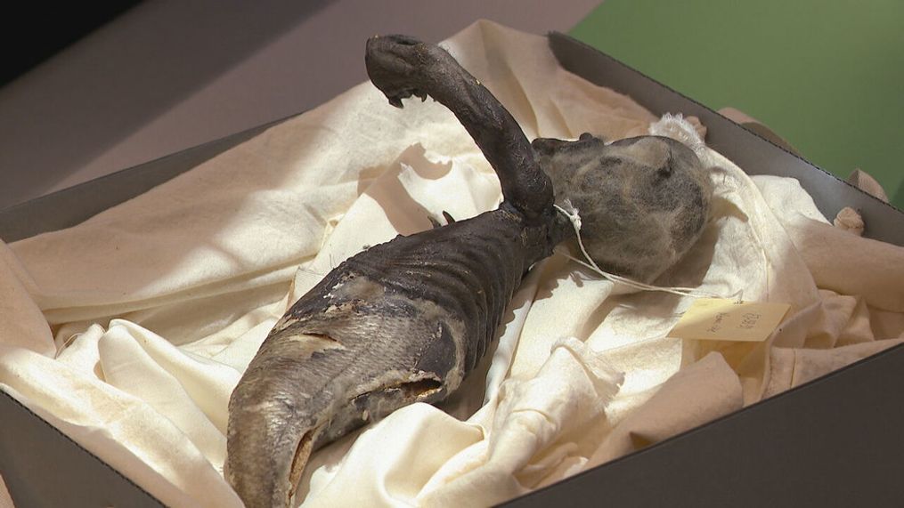 Freaky Friday: NKU students scan and X-ray mysterious 'Fiji Mermaid' remains