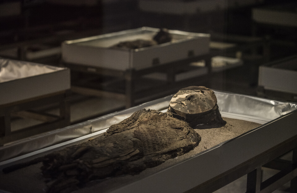 Discover the oldest mummy in history: A 7,000-year-old mummy unearthed in Chinchorro