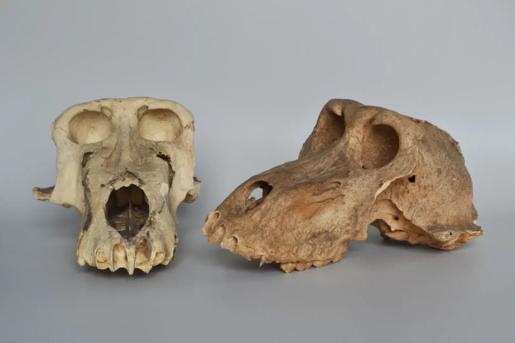 Astonishing Discovery Unveiled: Ancient Sacred Egyptian Baboon, Held Captive Endured Hardships