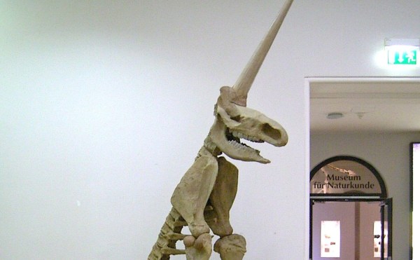 The Odd History of Germany's "Unicorn" Fossil