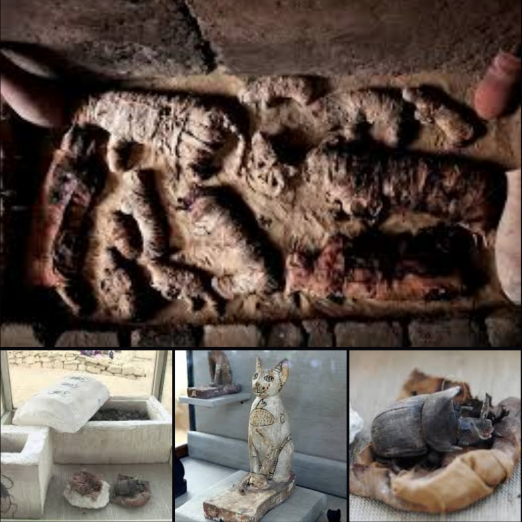 Excavating the 4,500-Year-Old Egyptian Tomb Revealing Astonishing Discoveries of Scarab Beetle and Cat Mummies