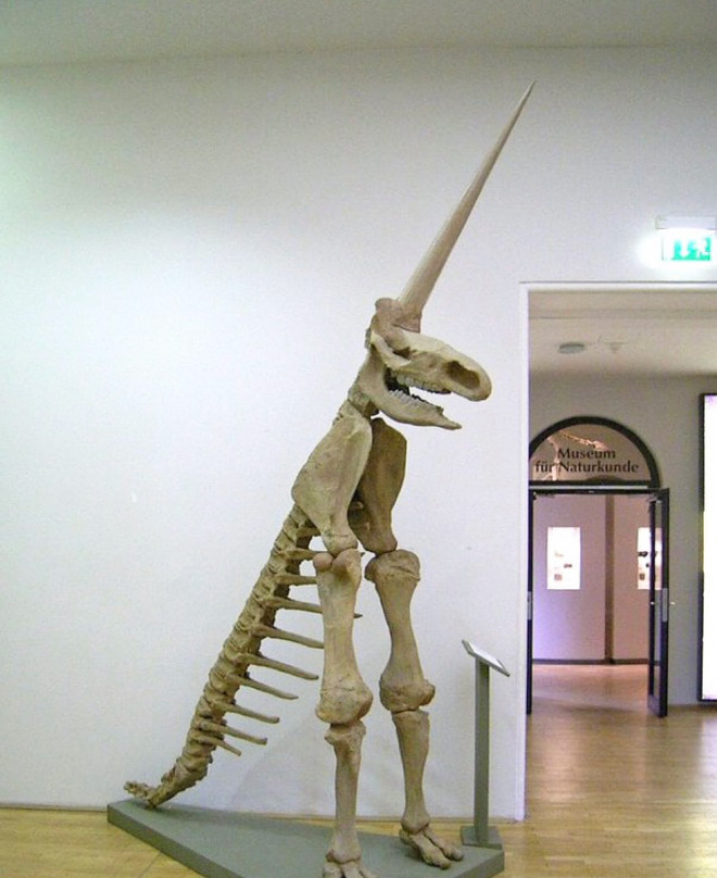 Unveiling the Mystery: The Magdeburg Unicorn – the Worst Fossil Reconstruction in History