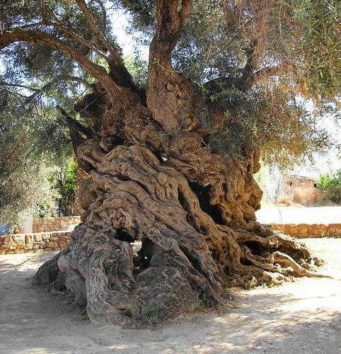 Witness to Millennia: The 4,000-Year-Old Olive Tree of Vouves