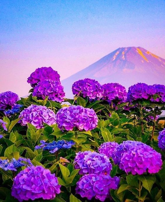 Discovering the captivating beauty of the Purple Hydrangea flower