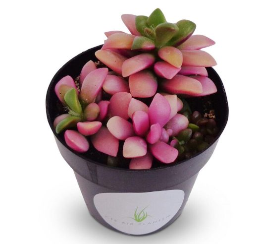 Discover more than 24 llama-shaped succulents in various shades of pink and blue to cultivate this summer