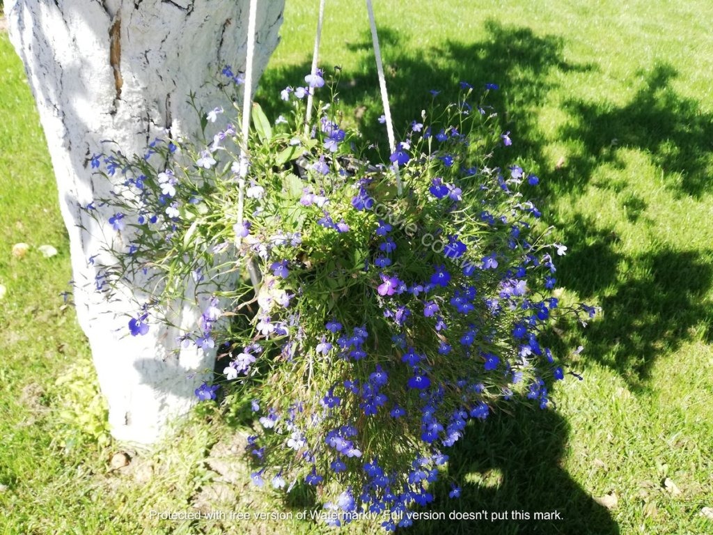 Lobelia – A wonderful flower for pots and gardens