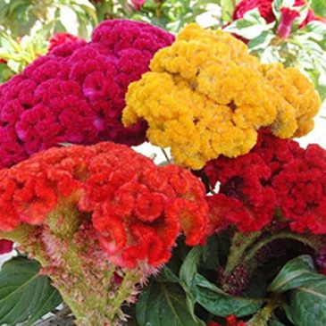 Tips for Planting and Maintaining Coral Reef Celosia