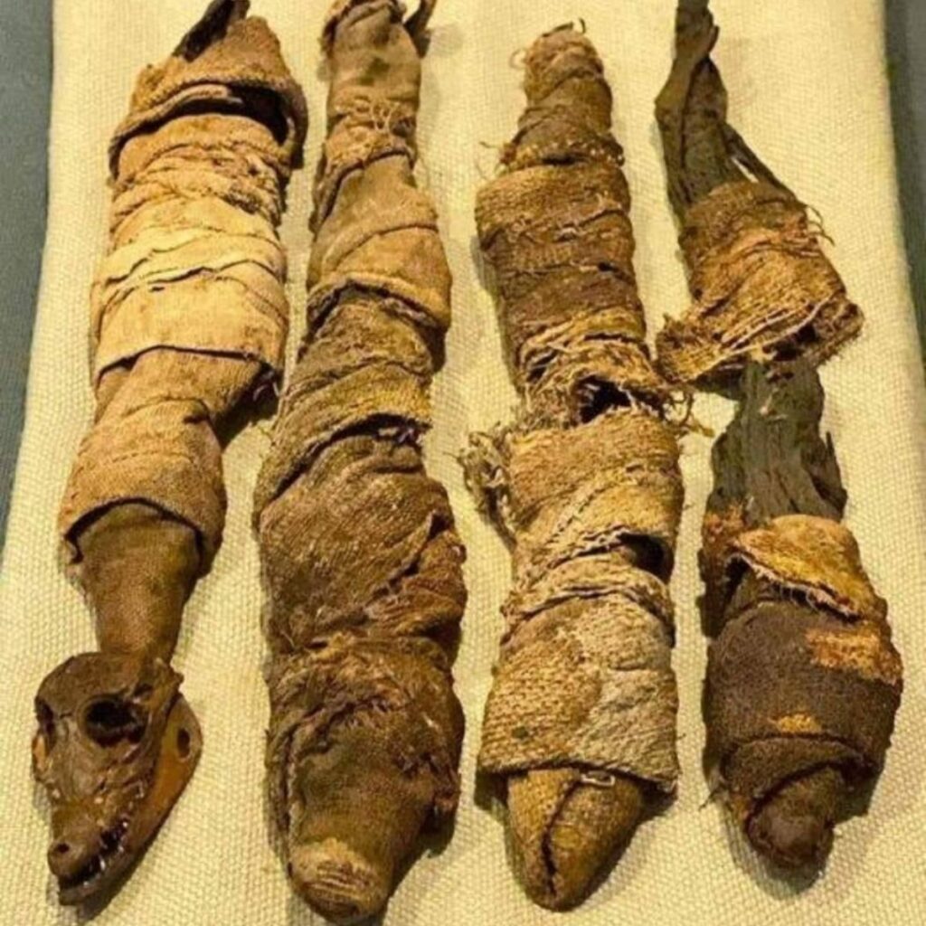 Uncovering the Mysteries of Ancient Egypt: Mummified Baby Crocodiles Reveal Secrets of the Past