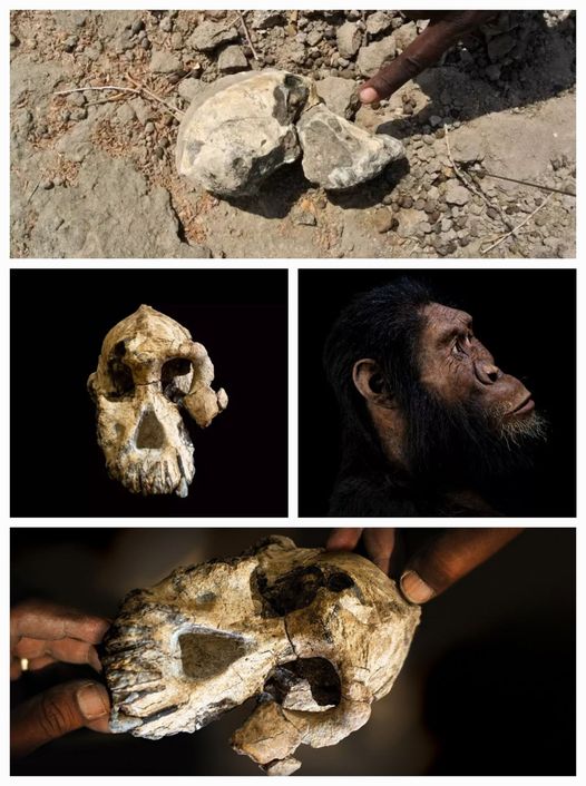 Piecing Together Lucy’s Ancestry: Insights from a 3.8-Million-Year-Old Skull