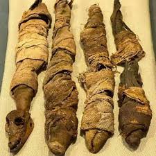 Discovering Archaeology - """4 mummified baby crocodiles from Egypt Ptolemaic or Roman Era, 332 BC-250 AD on display in the National Museum of Natural History, one of the Smithsonians in Washington,DC, A. #