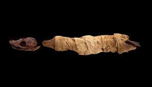 Mummified Reptiles | Smithsonian Institution