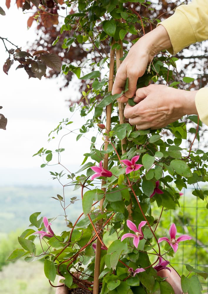 How To Train Clematis To Climb A Wall, Fence, Pillar Or Trellis