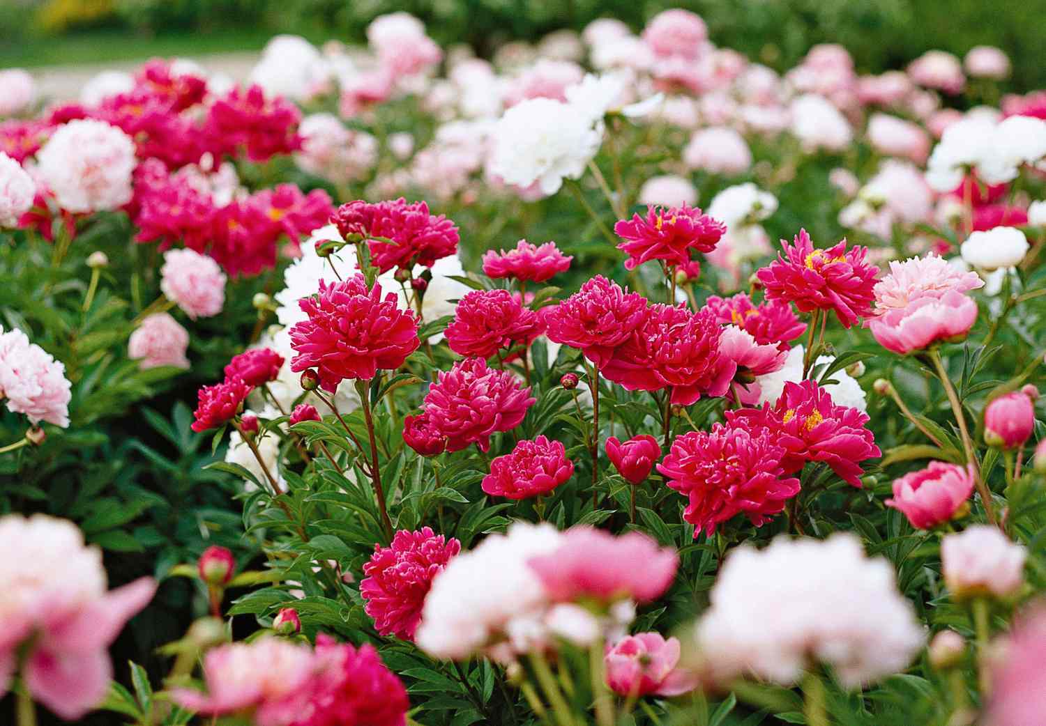 How to Grow Peonies