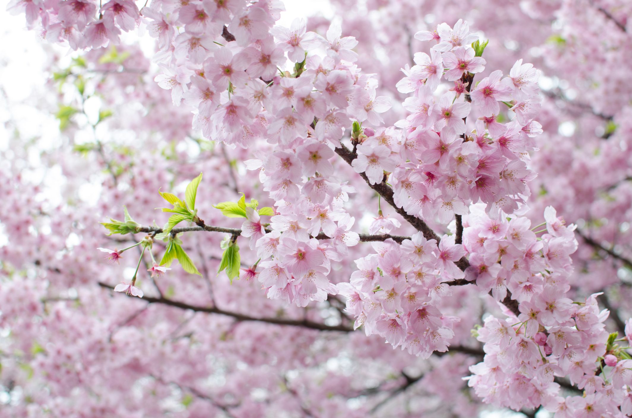 16 Cherry Blossoms Facts - Cherry Blossoms and Blossom Tree Trivia