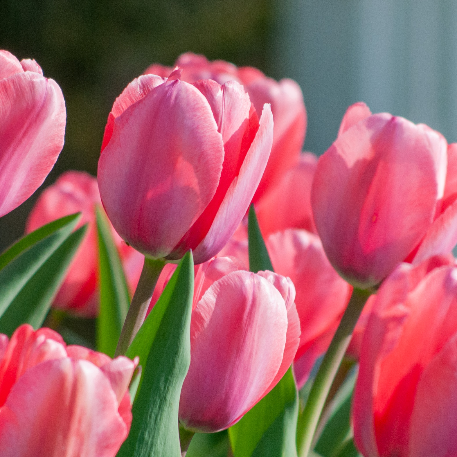 Best Pink Tulip Bulbs | Always Wholesale Pricing | Colorblends®