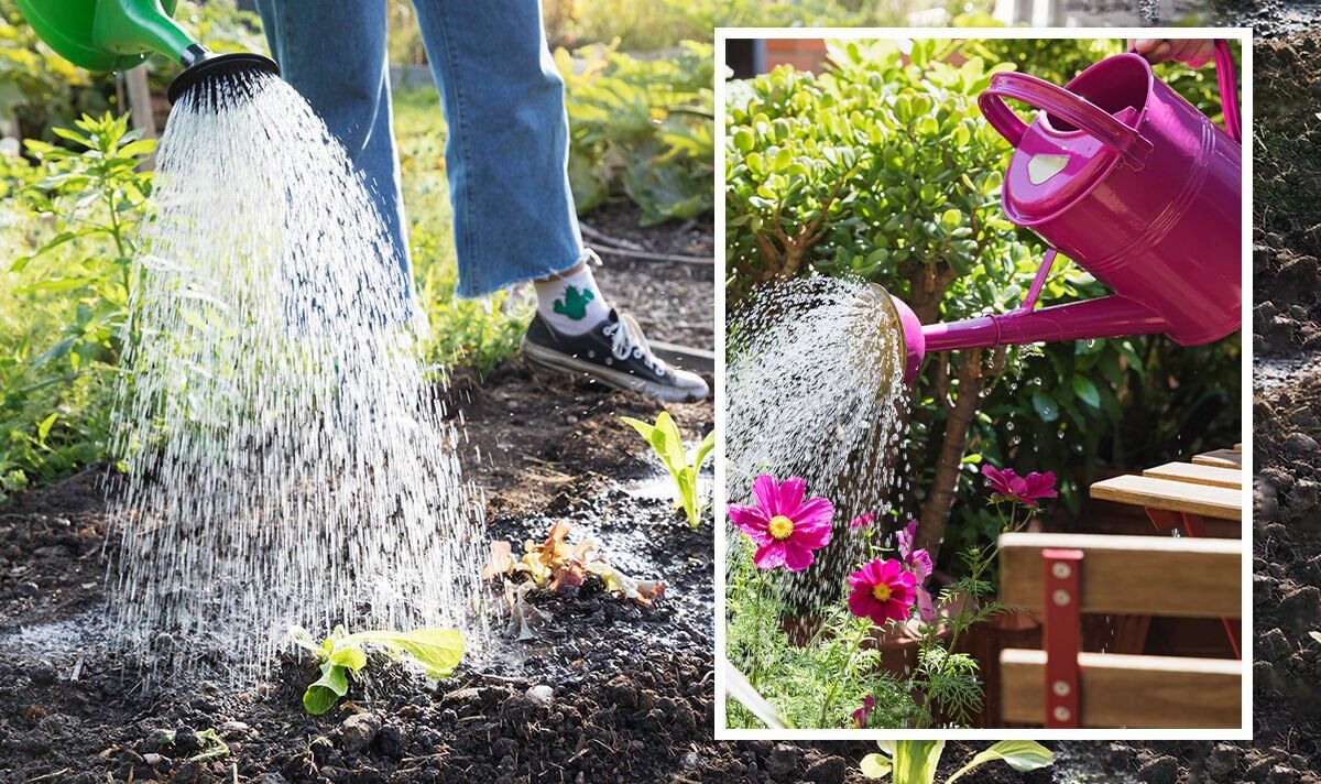 How often should I water my plants? 5 rules to help outdoor flowers and plants thrive | Express.co.uk