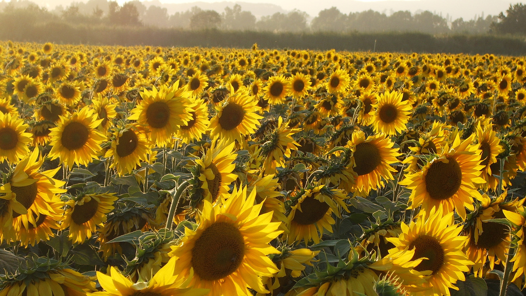 The Mystery Of Why Sunflowers Turn To Follow The Sun — Solved : The Two-Way  : NPR