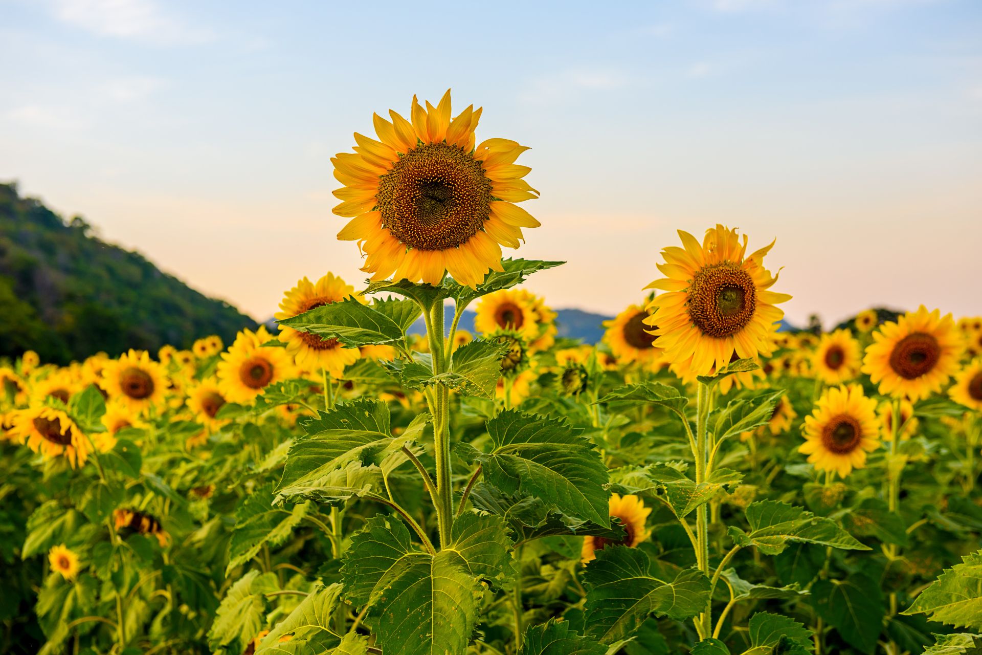 8 Fascinating Sunflower Facts You Probably Didn’t Know