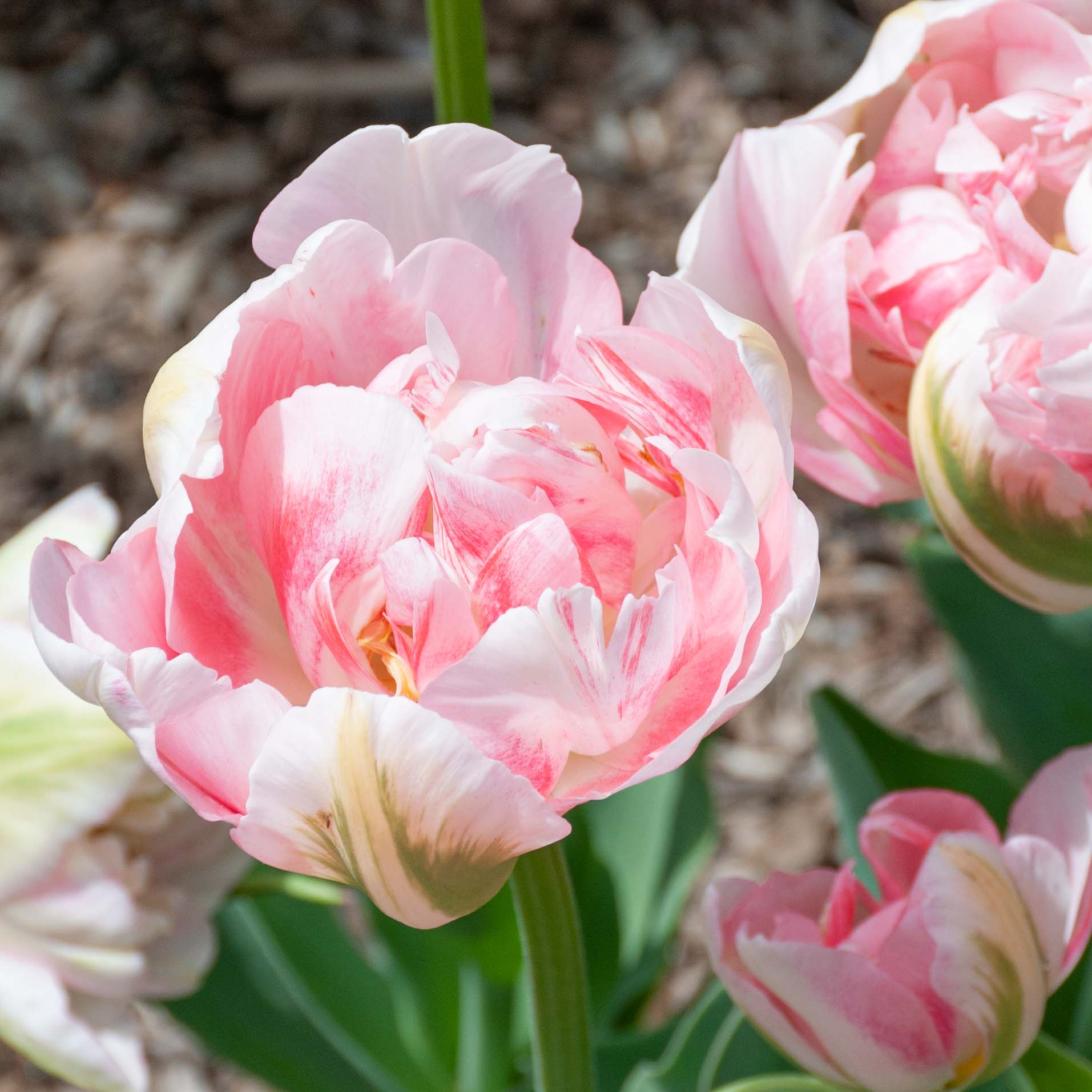 Finola Tulip Bulbs | Always Wholesale Pricing | Colorblends®