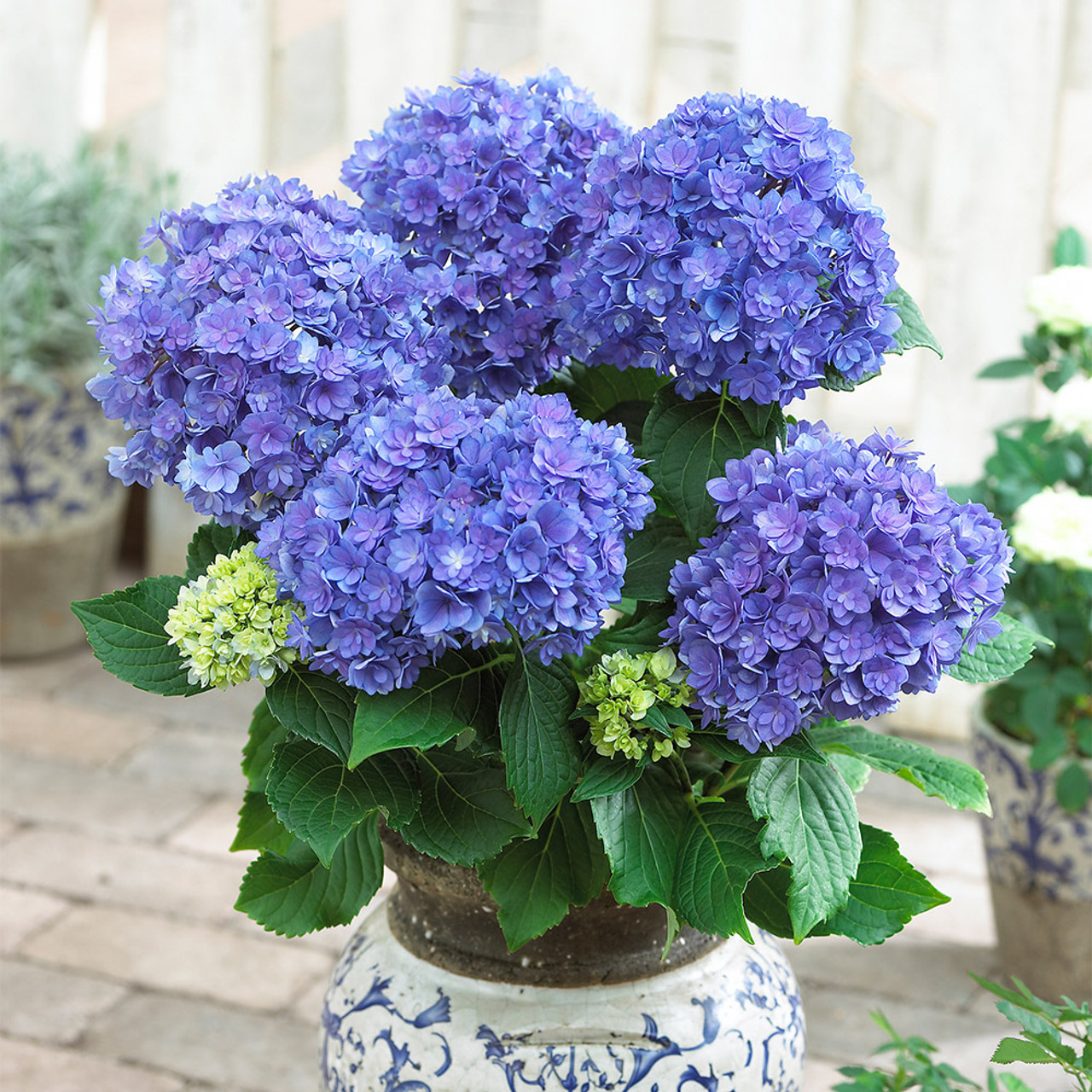 Hydrangea You & Me Together Blue