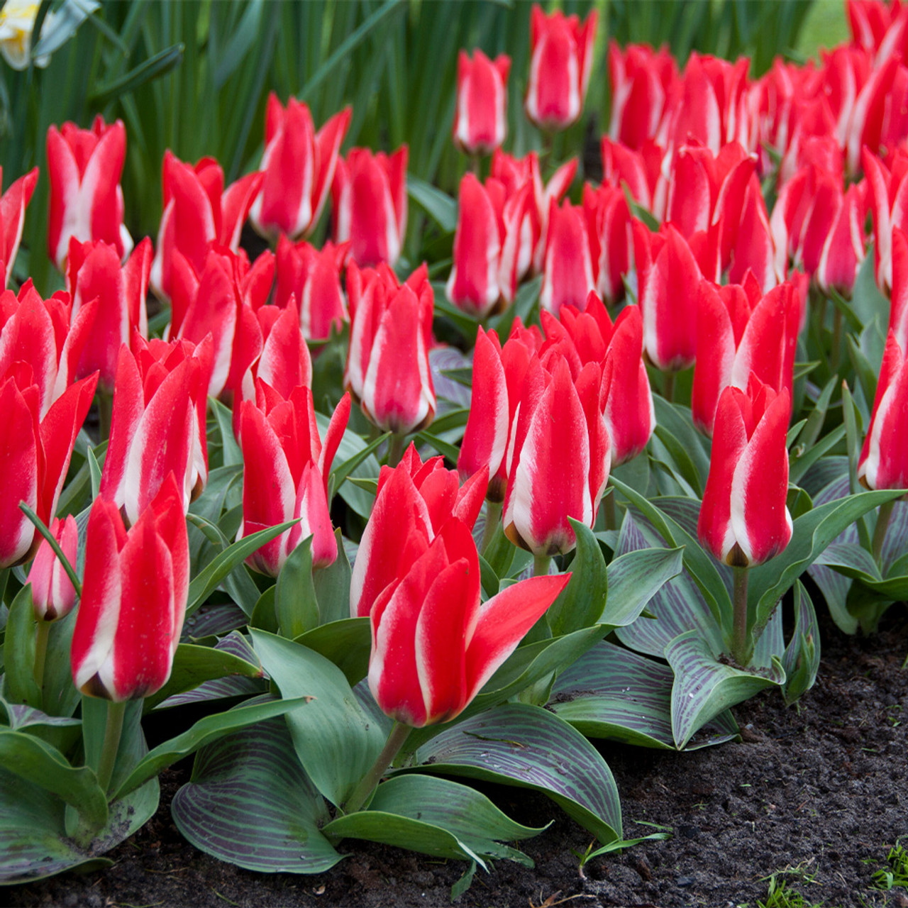 Buy Tulip Pinocchio-Greigii | J Parker Dutch Bulbs