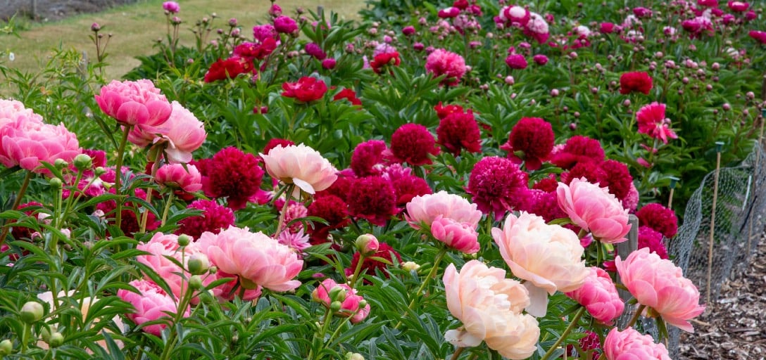 Finding the perfect peony / RHS Gardening