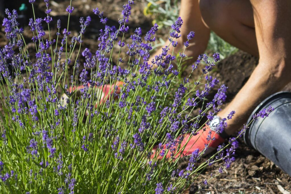 Planting lavender in the garden - Plantura