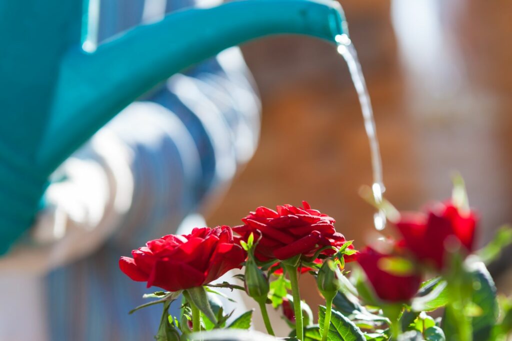 Watering roses: when & how much? - Plantura