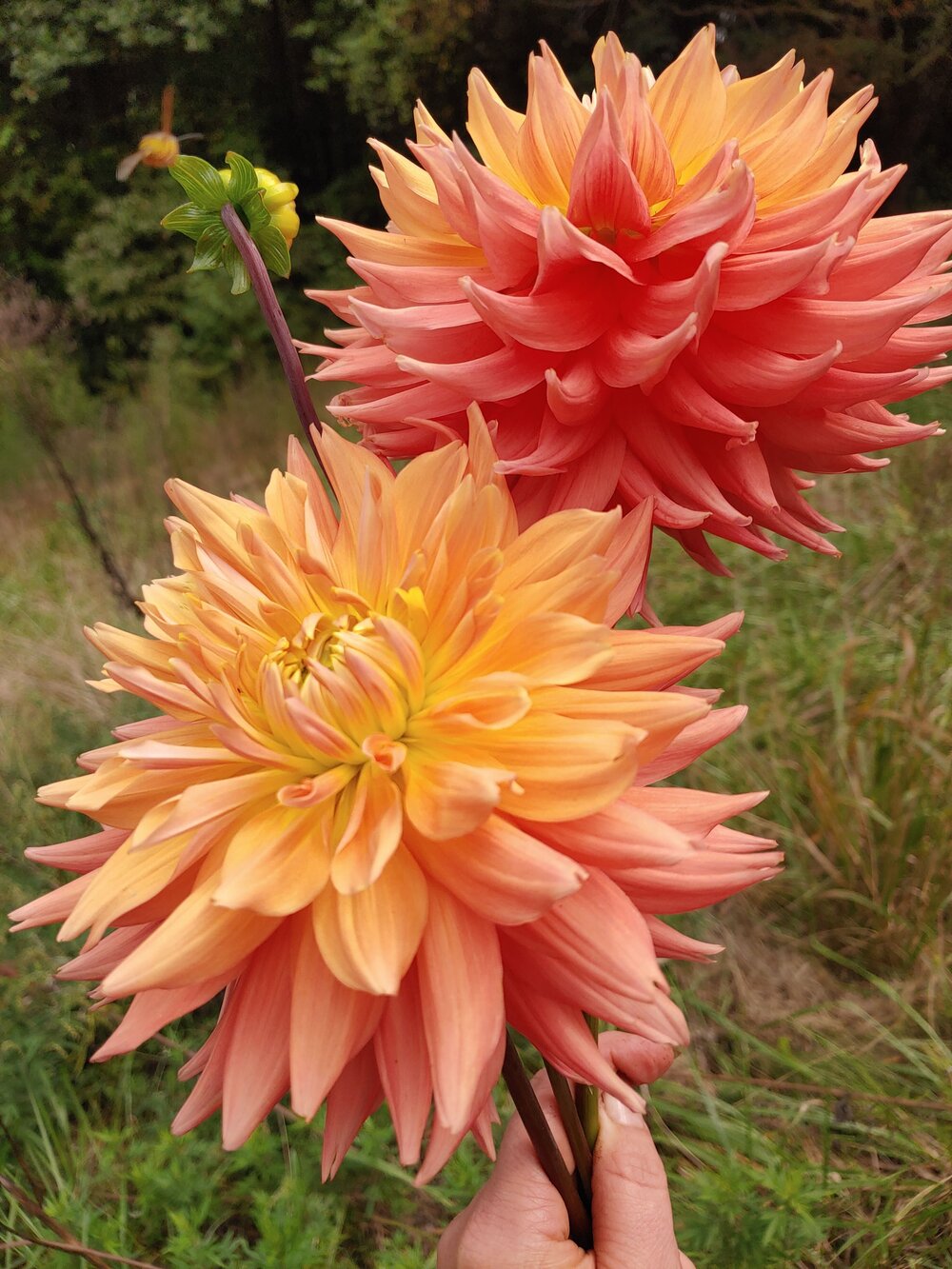 AC Ben – Connell's Dahlias, 60% OFF