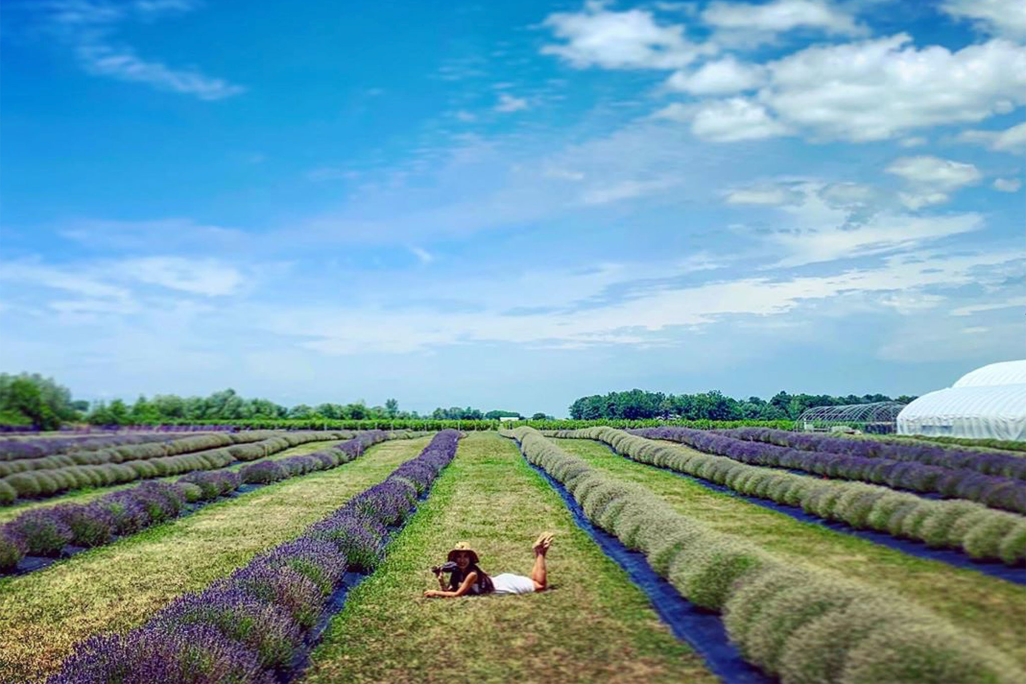 This lavender farm near Toronto makes for a colourful socially distanced  day trip