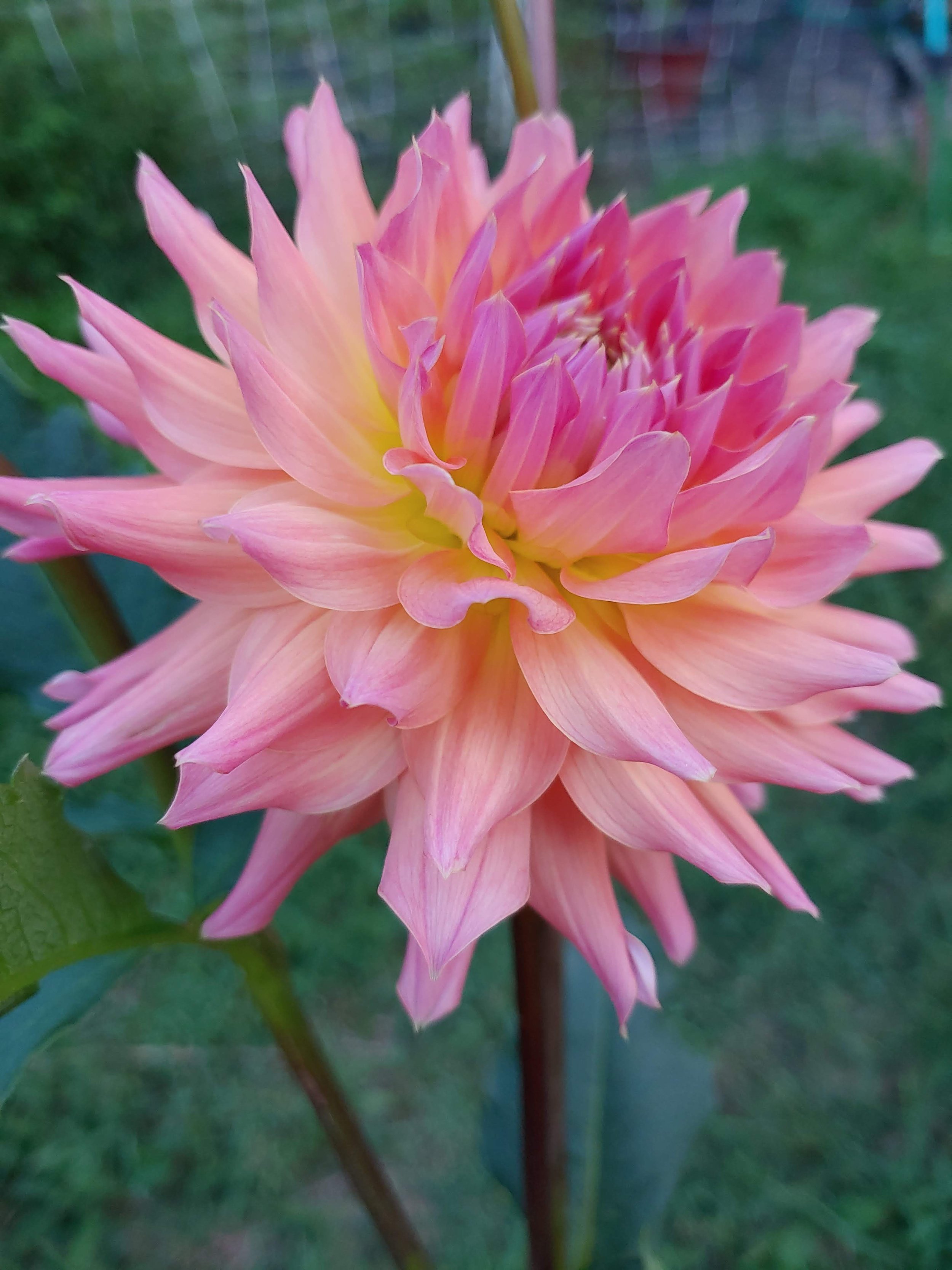 Dahlia just peachy - Dahlia Just Peachy, Dahlia Just Peachy in GardenTags plant encyclopedia silverbureau.ma