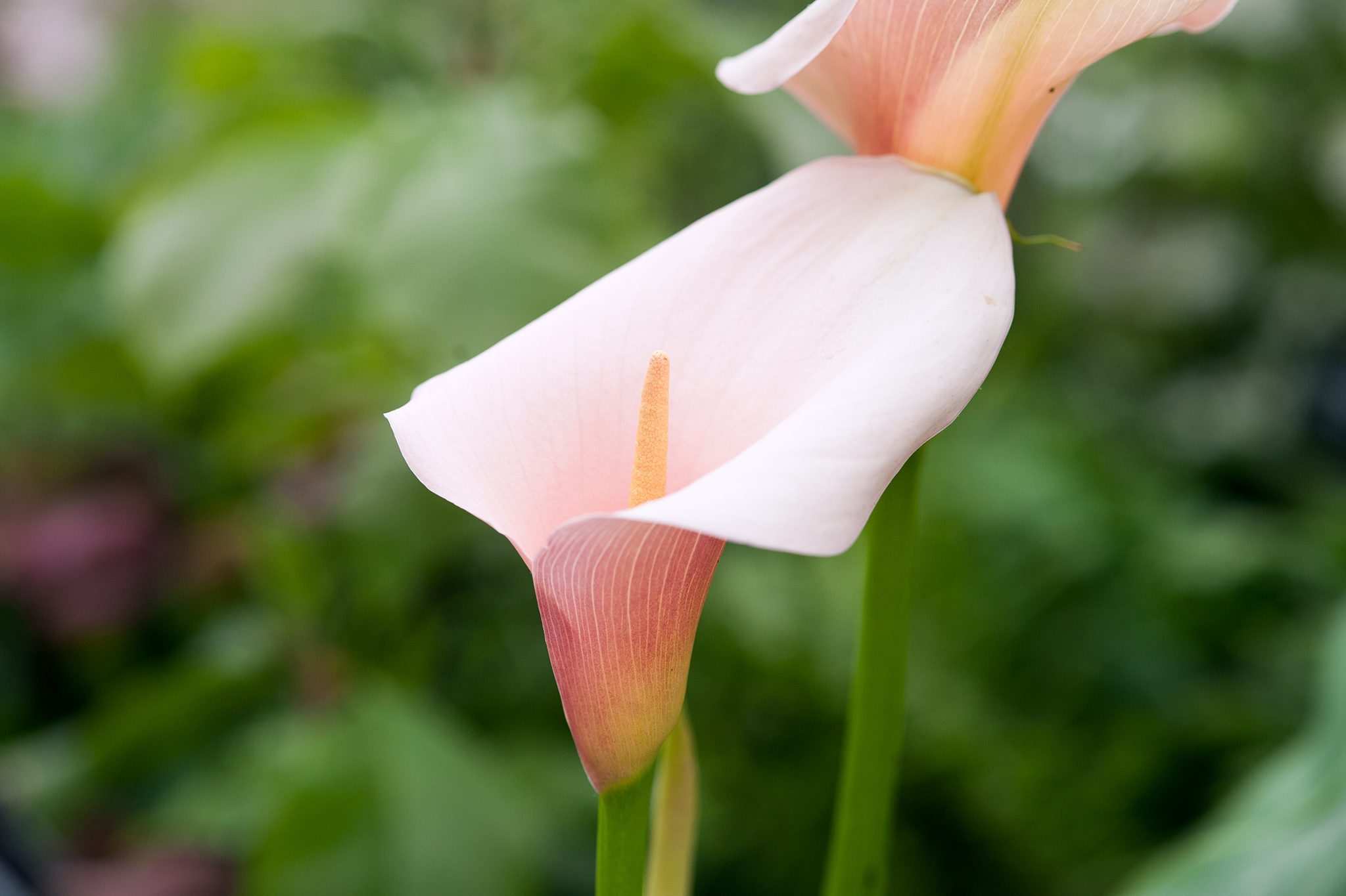 Calla Lily (Zantedeschia): Plant, Grow and Care For Calla Lilies | BBC  Gardeners World Magazine