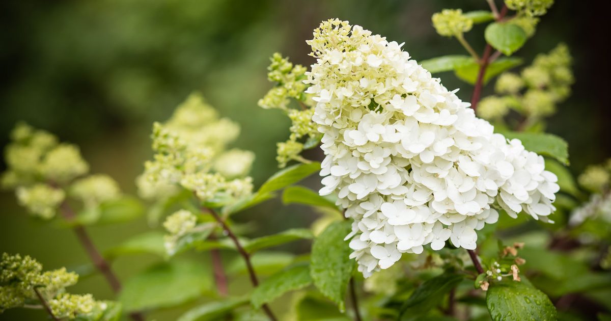 Limelight Hydrangea | BBC Gardeners World Magazine