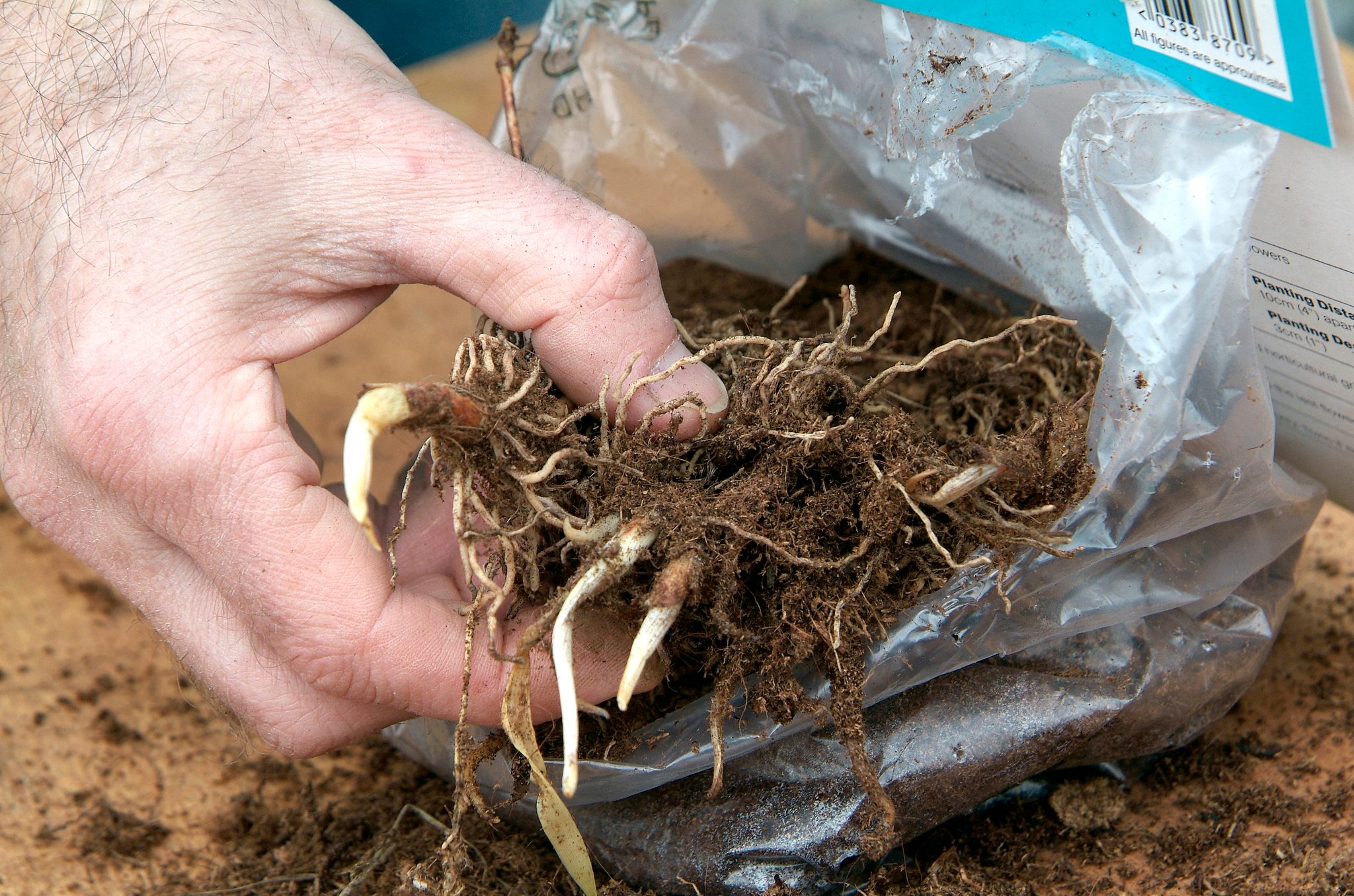 How to Plant Lily of the Valley | BBC Gardeners World Magazine