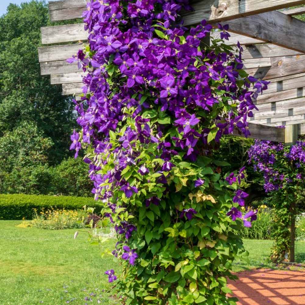 Clematis 'Jackmanii' | Dobies