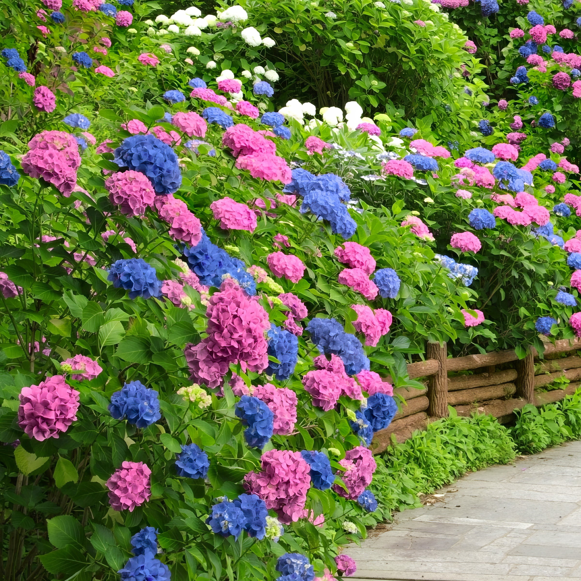 3 gal. Hydrangea L.A. Dreamin' Shrub with Multicolor Flowers - Walmart.com