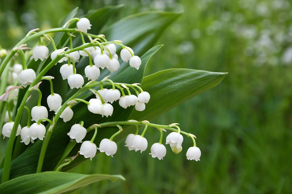 SPRING IN THE GARDEN: Lily of the valley is steeped in history and symbolism - Comox Valley Record