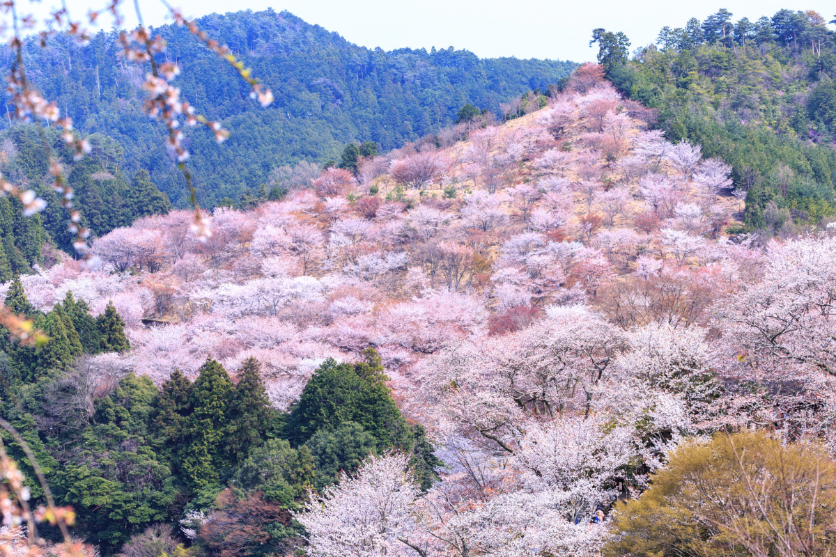 The mysterious scenery of cherry blossoms at the world heritage site "Mt.  Yoshino, Nara"｜ZEKKEI Japan