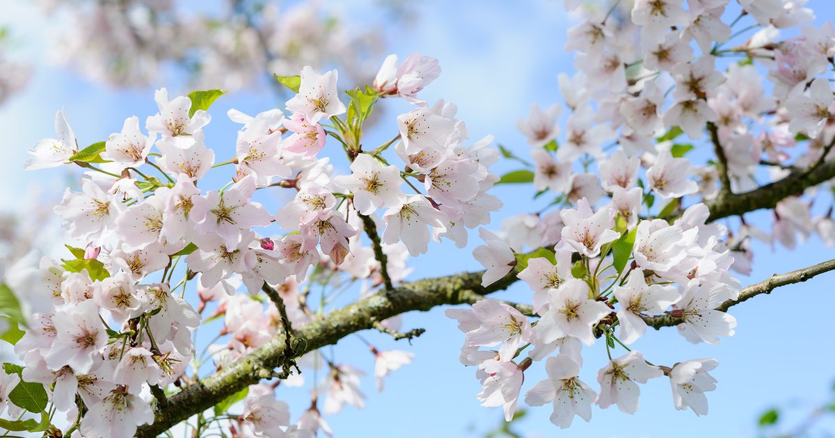 The Best Cherry Blossom Trees For Your Garden | BBC Gardeners World Magazine