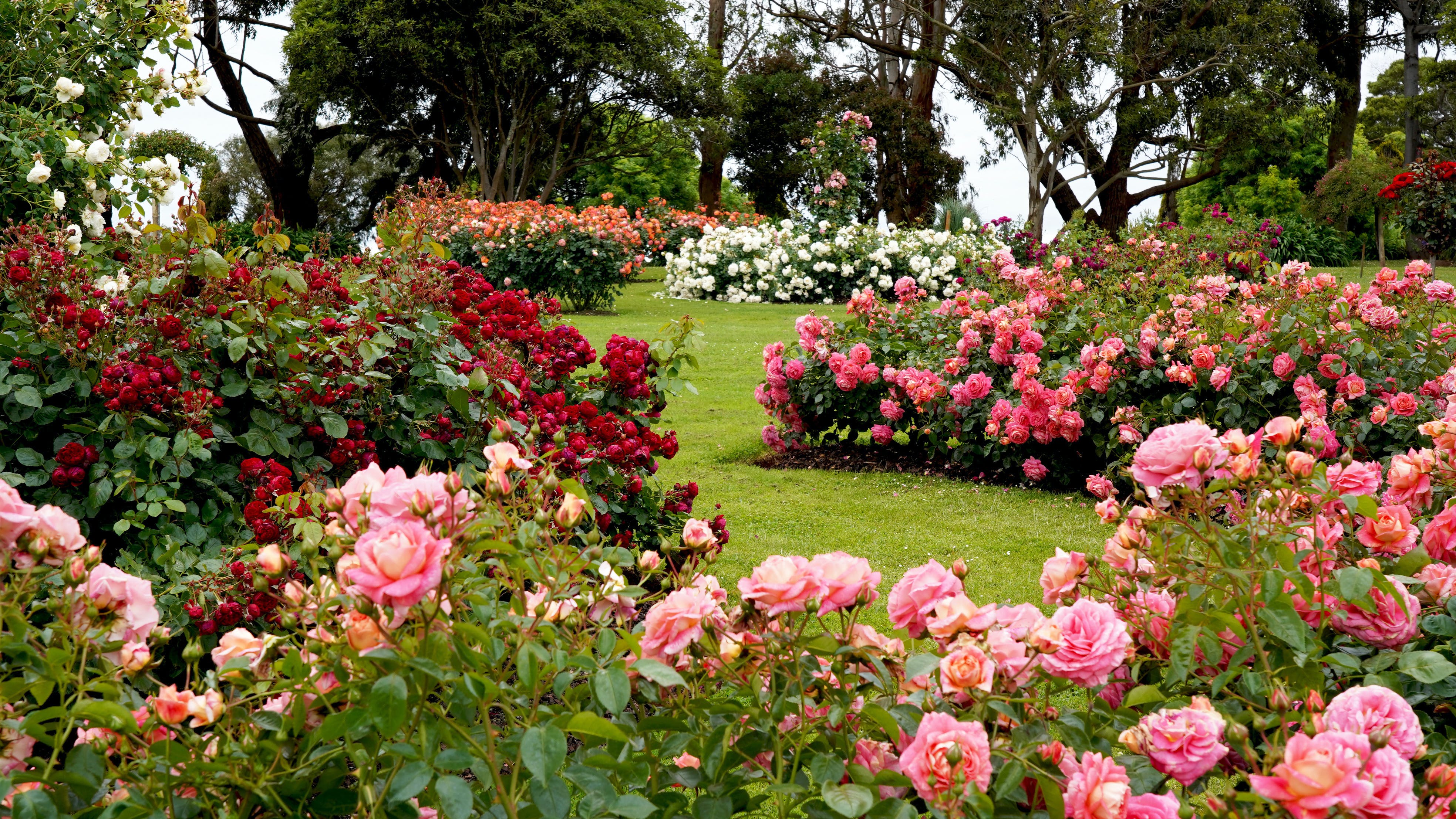 Visit Great Ocean Road Treloar Roses Display Garden - Visit Great Ocean  Road, rose garden