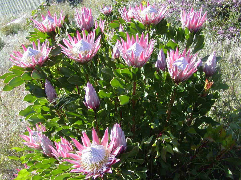 Protea cynaroides ( The King ) – The Exotic Seed Emporium