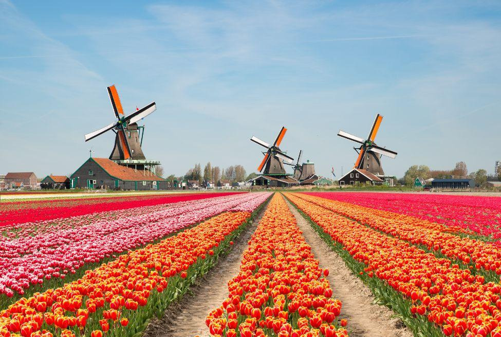 8 of the Best Places To See Tulips in the Netherlands – Amsterdam Trip Ideas | Viator.com - Viator