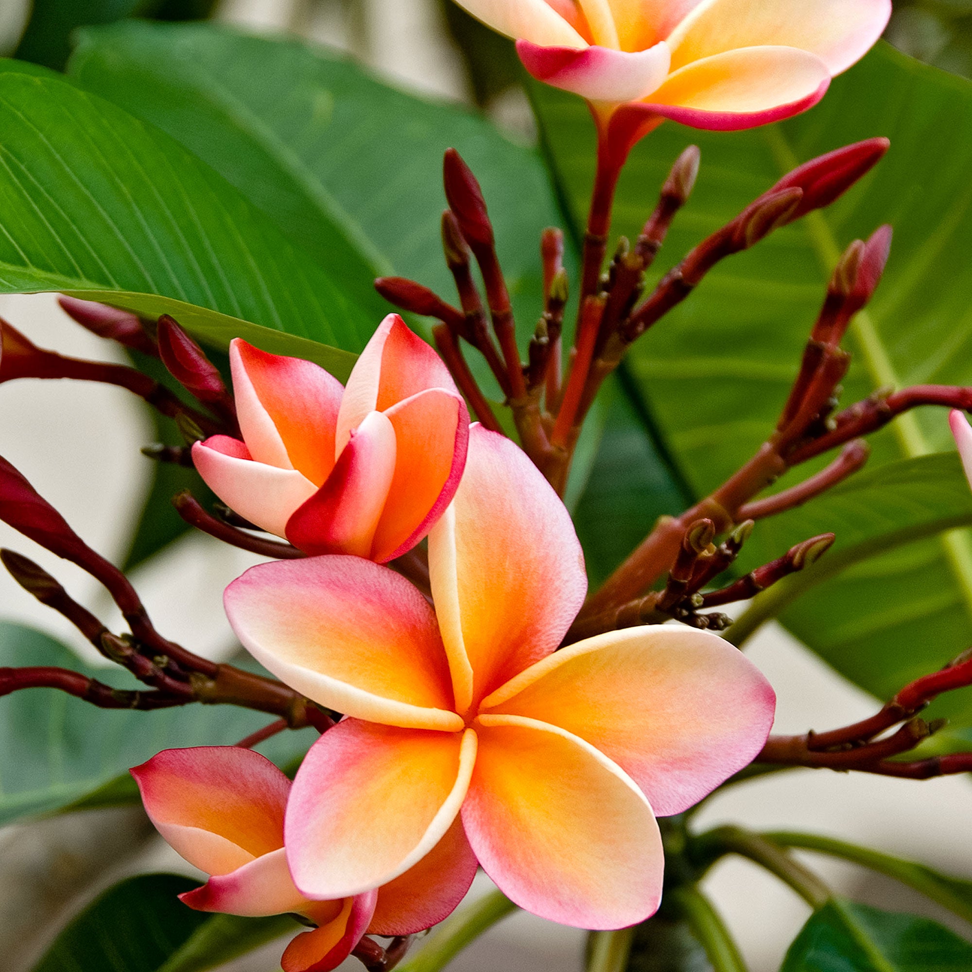 Buy house plants now Temple Tree Frangipani Plumeria rubra Pink | Bakker.com