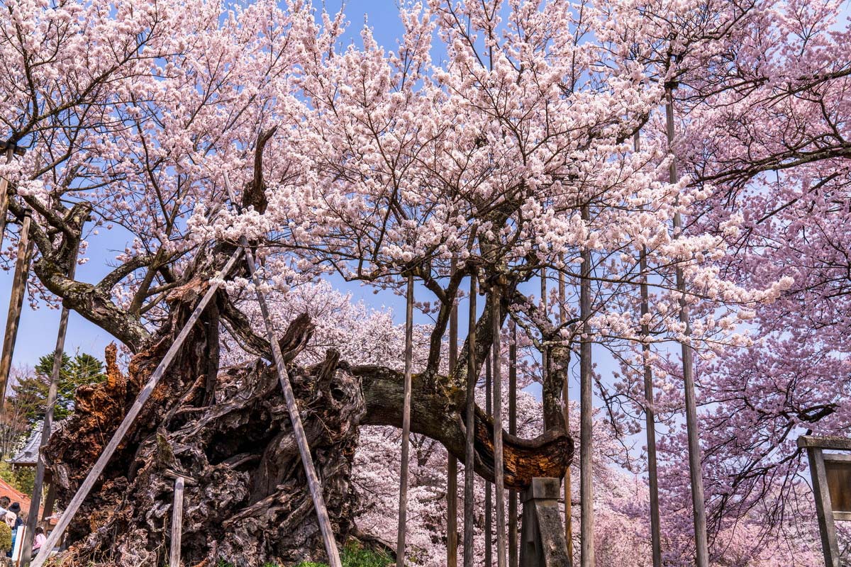 Jindai Cherry Blossom Tree in Yamataka