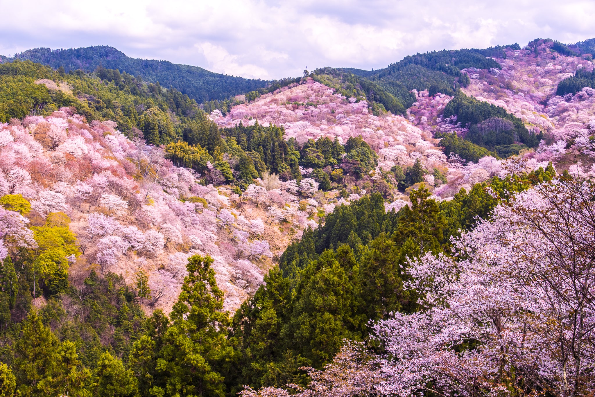 Thousand Cherry Blossoms at Mt. Yoshino | HYAKKEI