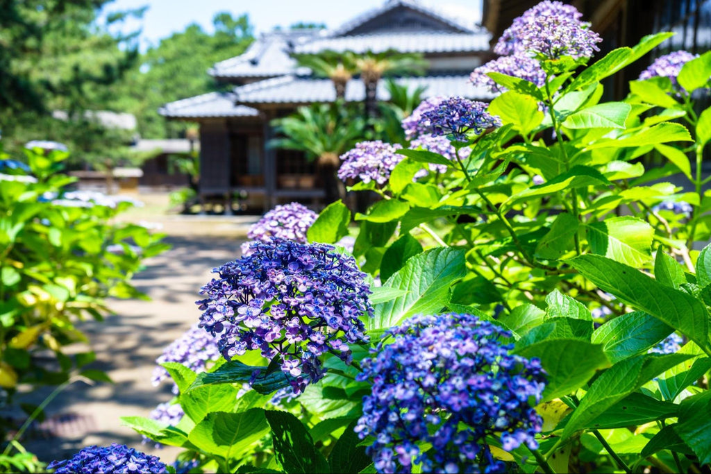 All About Hydrangeas: Name, History & Symbolism