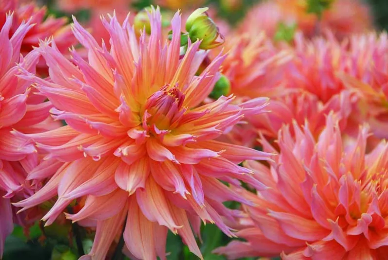 The Captivating Beauty of Dahlias: A Flower Lover’s Guide