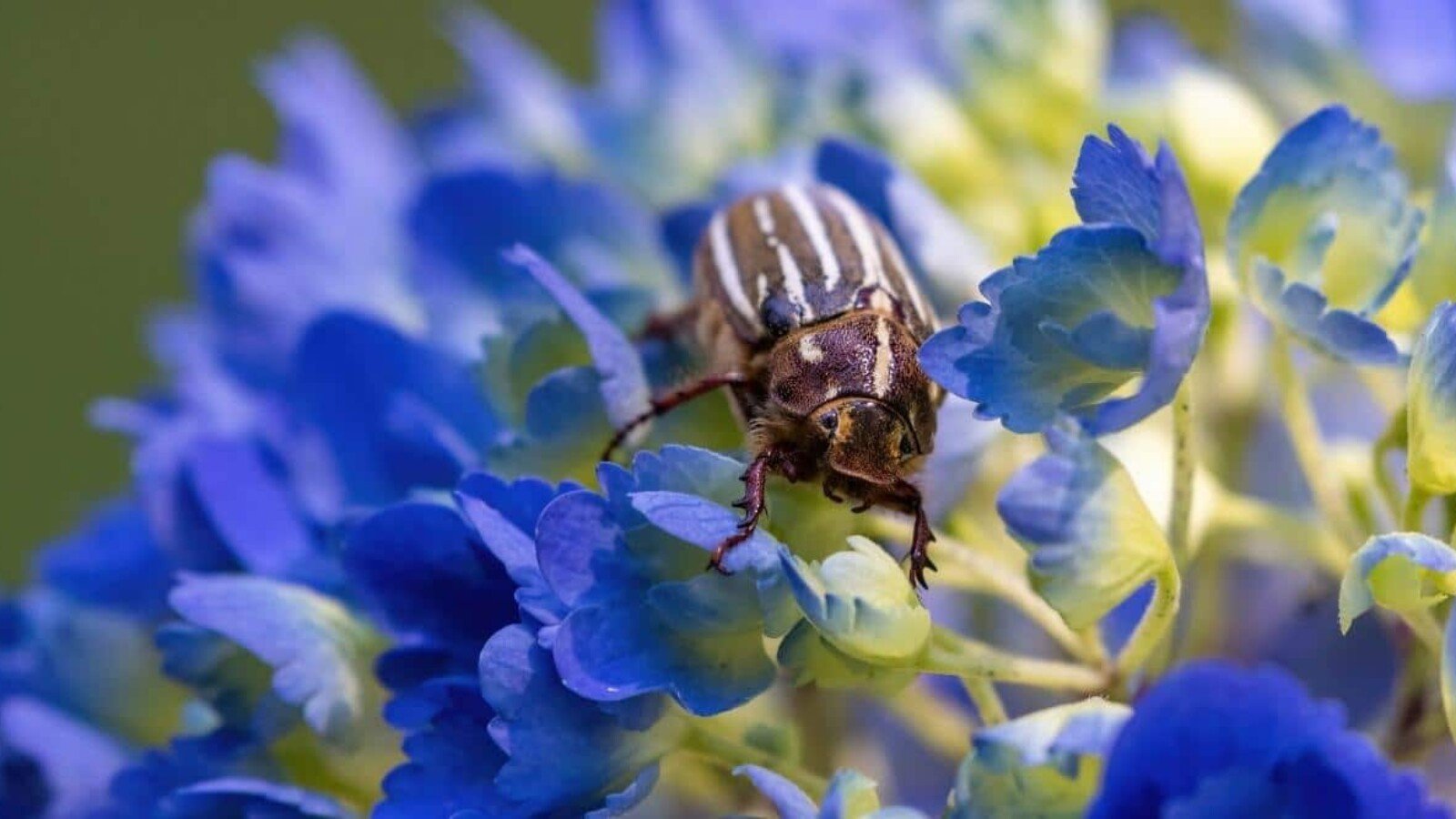 Hydrangea Pests: Identification, Prevention, and Treatment