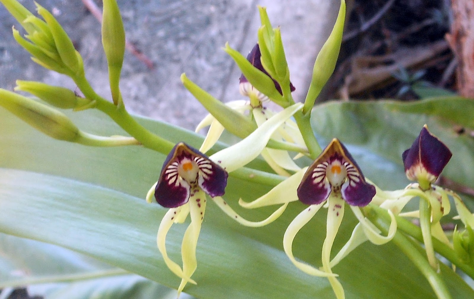 Through the Rainforests of Belize: A Journey with Black Orchids