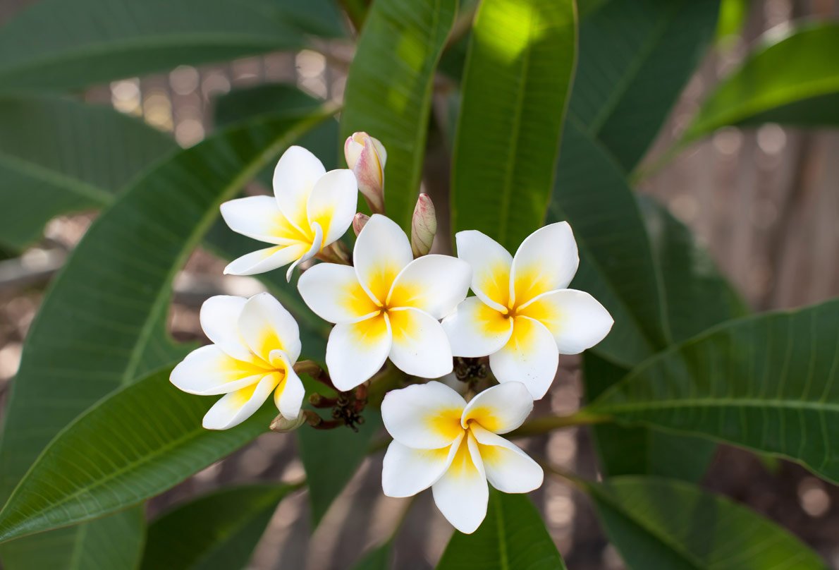 How to Cultivate Gorgeous Frangipanis in Pots